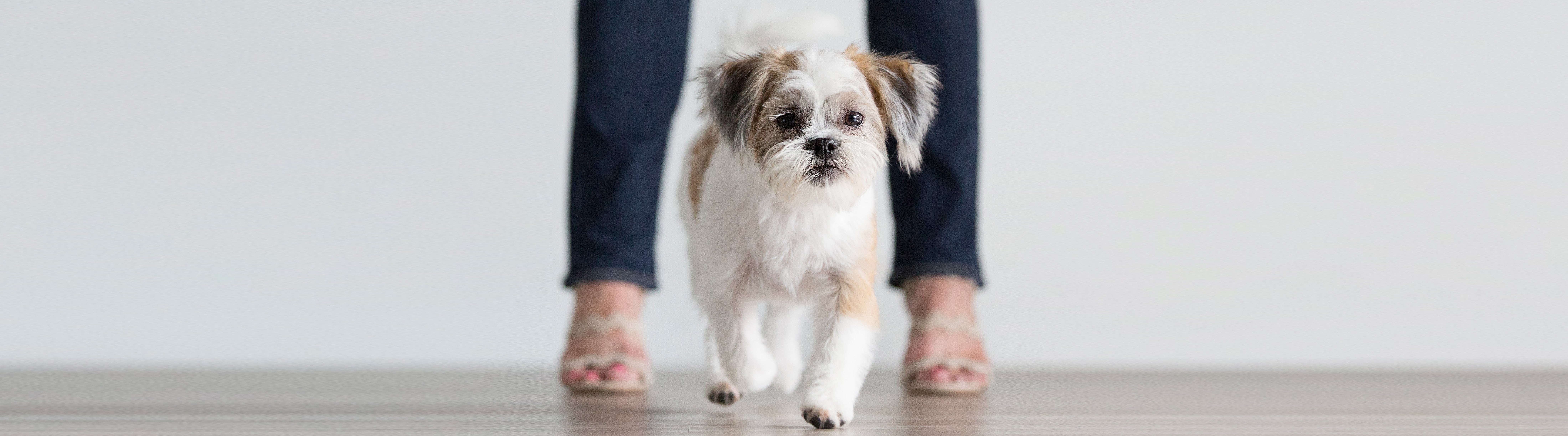 Pet Portraits Fort Lauderdale - Littles Photography